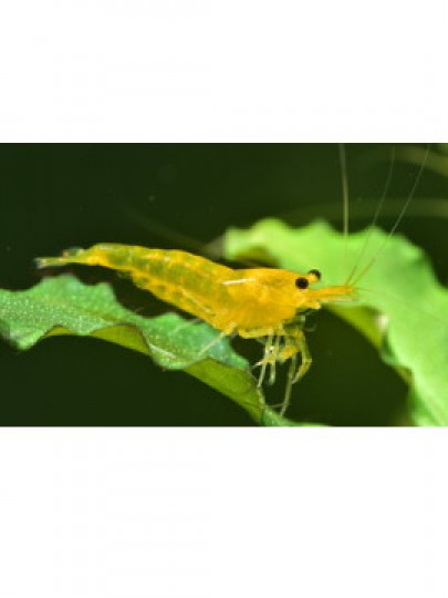 Caridina Yellow King Kong